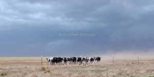 Cows approach us as a storm to the north sucks in dirt and dust, May 22, 2014.